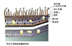 內(nèi)毒素