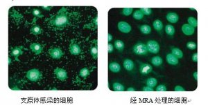 <b> 現(xiàn)貨促銷  支原體去除試劑（MRA）</b>