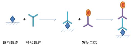 ELISA實驗原理及步驟