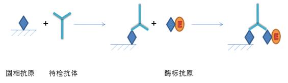 ELISA實驗原理及步驟