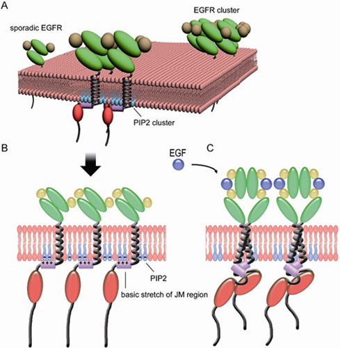 離子型蛋白-磷脂相互作用介導(dǎo)的EGFR蛋白質(zhì)膜成簇模型示意圖
